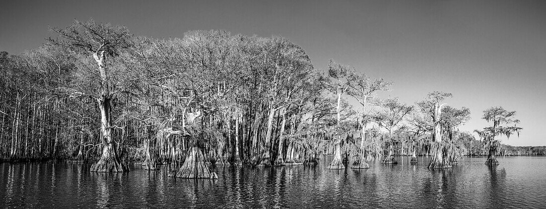 Old-growth bald cypress trees in Lake Dauterive in the Atchafalaya Basin or Swamp in Louisiana.