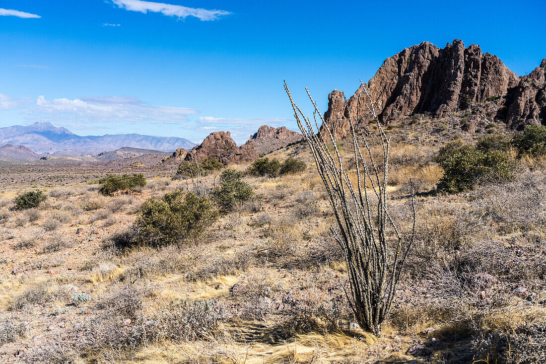 A thorny ocotillo in the Lost Dutchman State Park, Apache Junction, Arizona. At left is the Four Peaks.