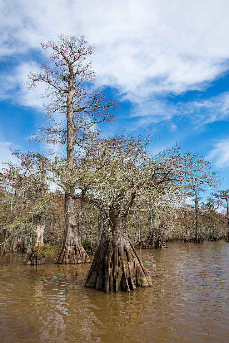 Altgewachsene Sumpfzypressen im Dauterive-See im Atchafalaya-Becken oder -Sumpf in Louisiana