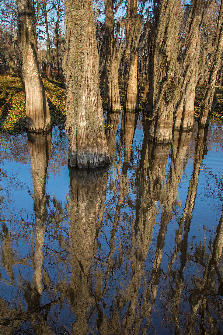 Kahle, mit spanischem Moos bewachsene Zypressen spiegeln sich in einem See im Atchafalaya-Becken in Louisiana. Die invasive Wasserhyazinthe bedeckt das Wasser