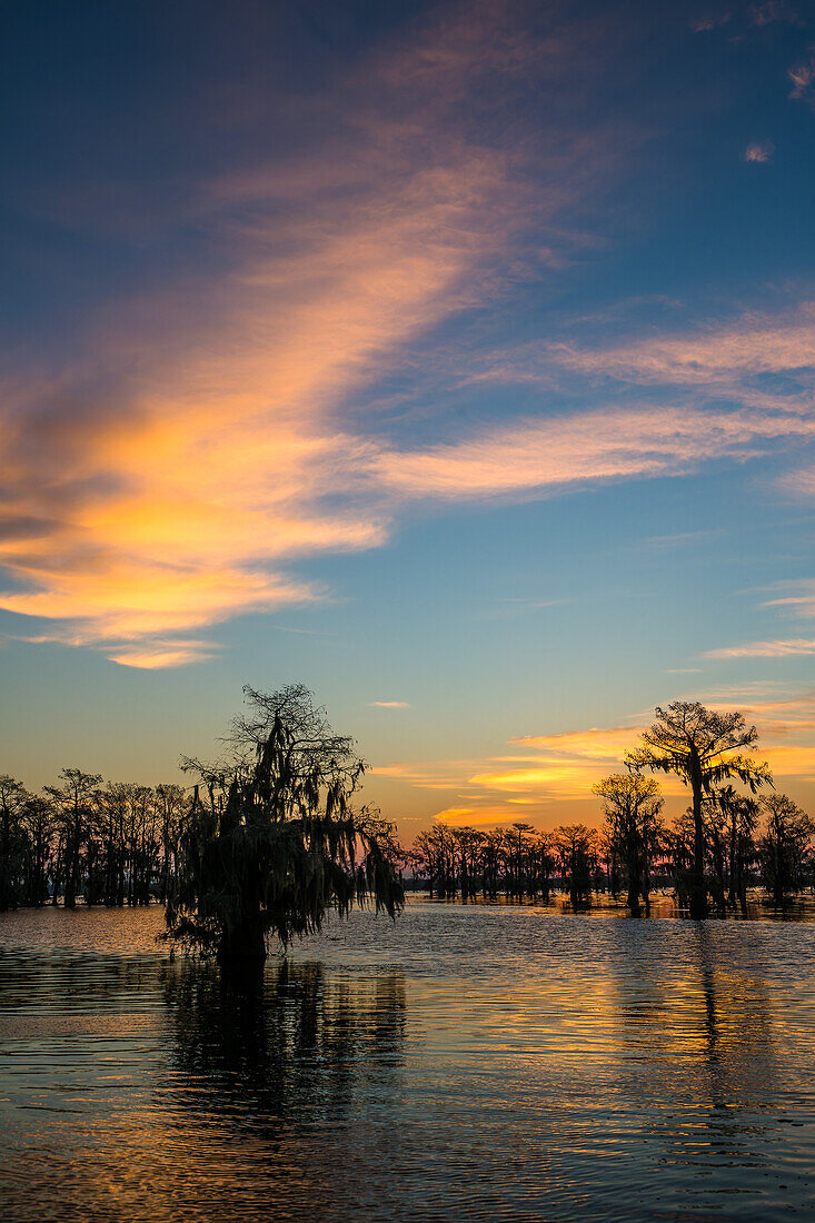 Colorful skies at sunrise over bald cypress trees in a lake in the Atchafalaya Basin in Louisiana.