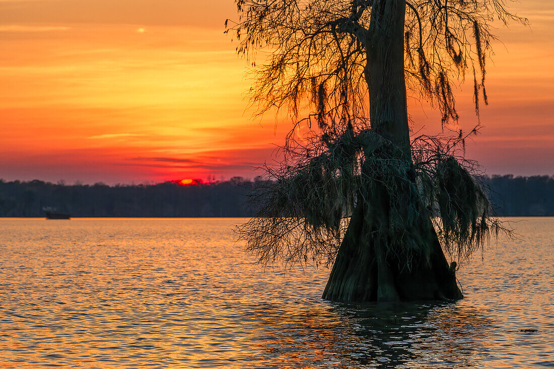 Spanisches Moos auf einer uralten Sumpfzypresse bei Sonnenuntergang im Lake Dauterive im Atchafalaya-Becken in Louisiana