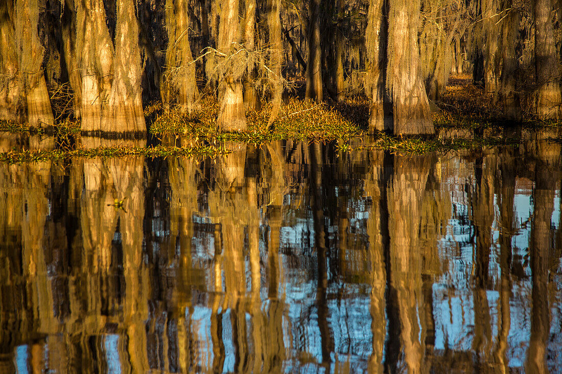 Sonnenaufgang auf mit spanischem Moos bewachsenen Sumpfzypressen in einem See im Atchafalaya-Becken in Louisiana. Die invasive Wasserhyazinthe bedeckt das Wasser