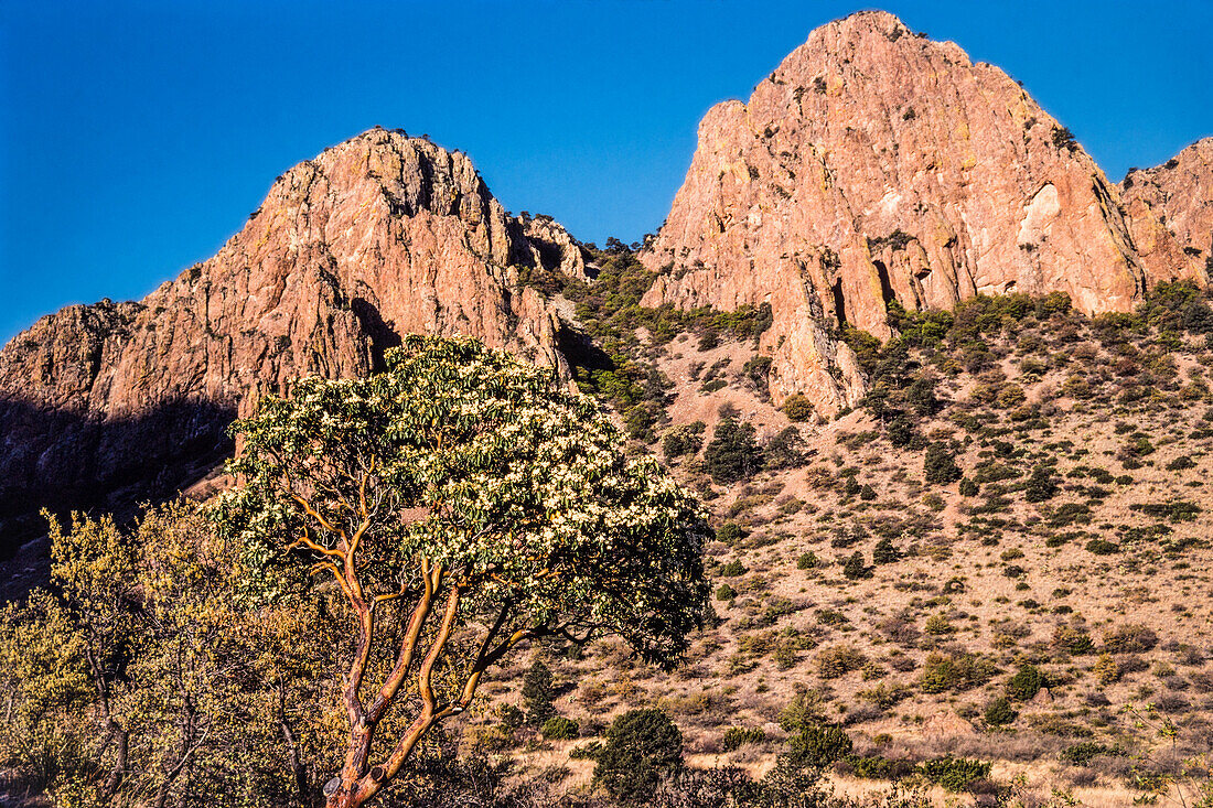 A Texas Madrone tree, Arbutus xalapensis, in bloom in spring in Big Bend National Park in Texas.