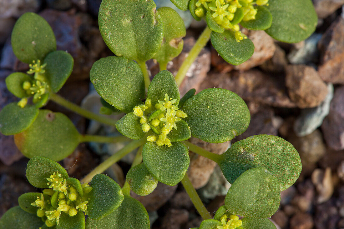 Goldencarpet, Gilmania luteola, eine seltene Blume, die nur in den Badlands des Furnace Creek-Gebietes im Death Valley National Park in Kalifornien vorkommt