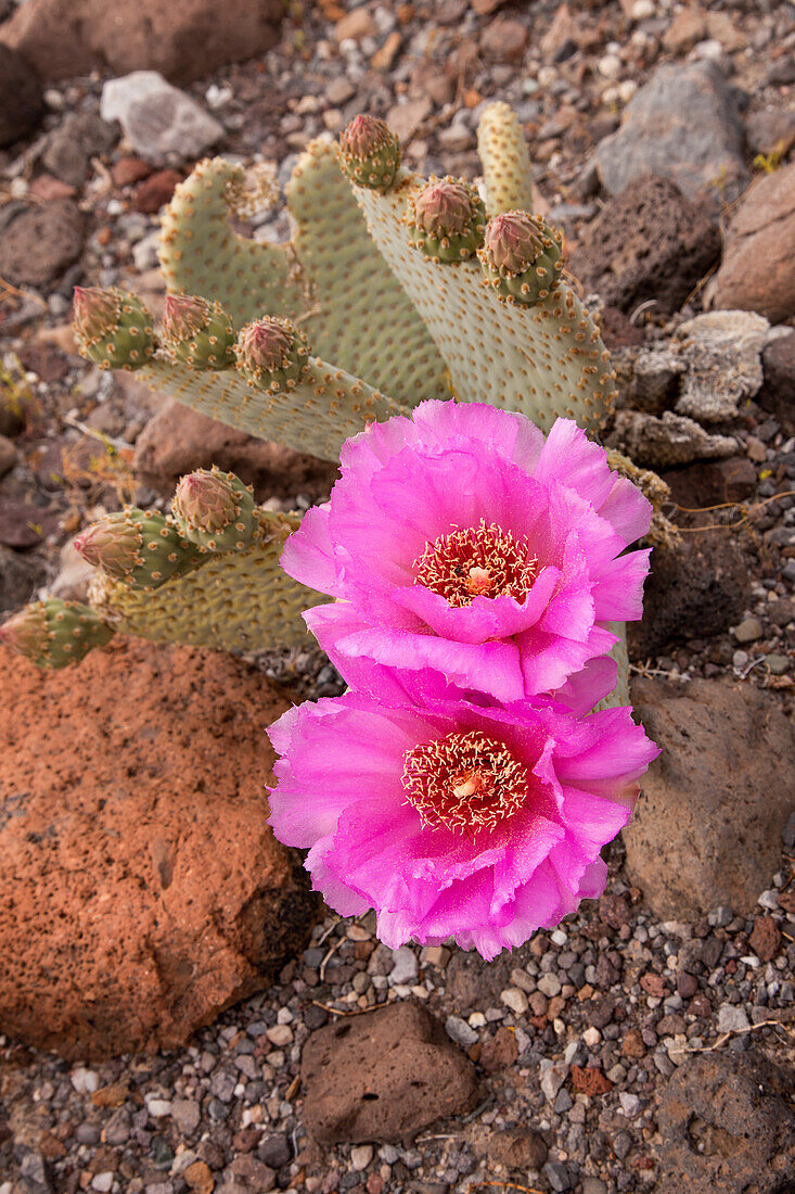 Beavertail Cactus, Opuntia basilaris, in bloom in spring in Death Valley National Park in the Mojave Desert in California.