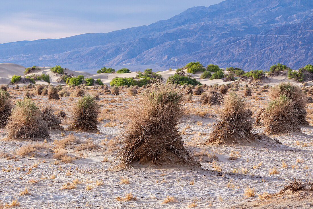 Pfeilkraut, Pluchea sericea, im Devil's Cornfield im Death Valley National Park in der Mojave-Wüste, Kalifornien