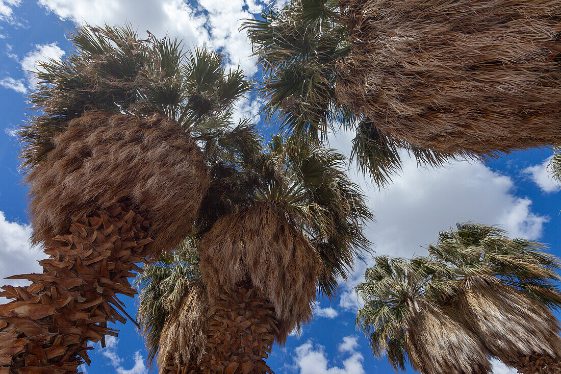 California fan palms at Scotty's Castle, an historic mansion in Death Valley National Park in the Mojave Desert, California.