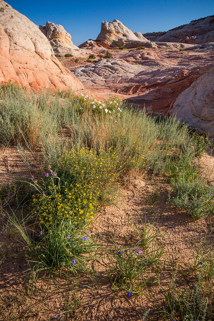 Blühende Wildblumen in der White Pocket Recreation Area, Vermilion Cliffs National Monument, Arizona