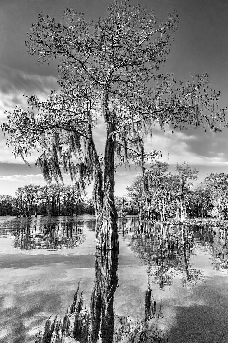 Eine mit Spanischem Moos bewachsene Sumpfzypresse spiegelt sich in einem See im Atchafalaya-Becken in Louisiana