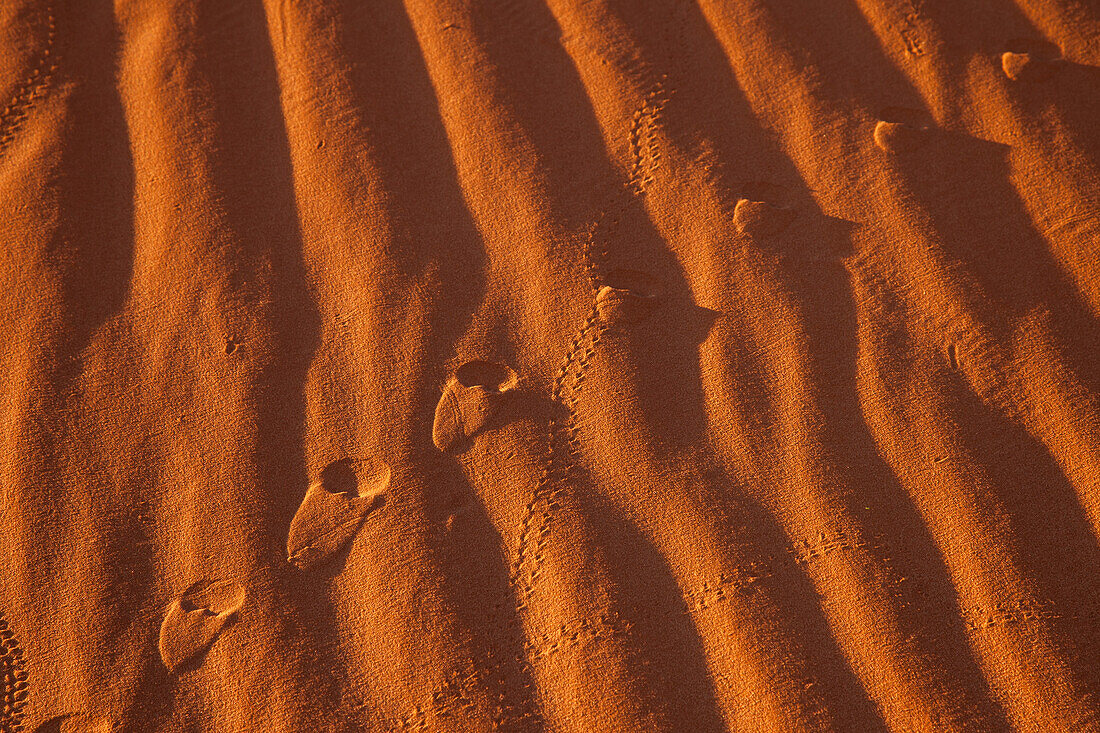 Fuchs- und Käferspuren in den roten Sanddünen im Monument Valley Navajo Tribal Park in Arizona