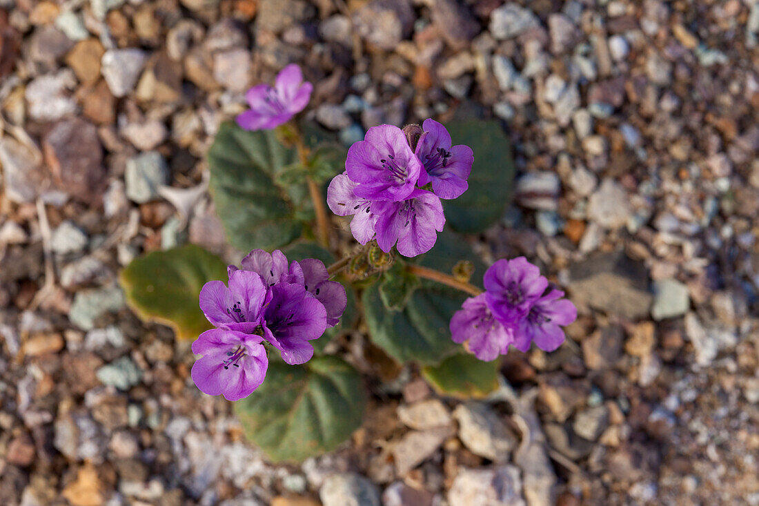 Caltha Leafed Phacelia, Phacelia calthifolia, blüht im Frühling im Death Valley National Park in der Mojave-Wüste in Kalifornien