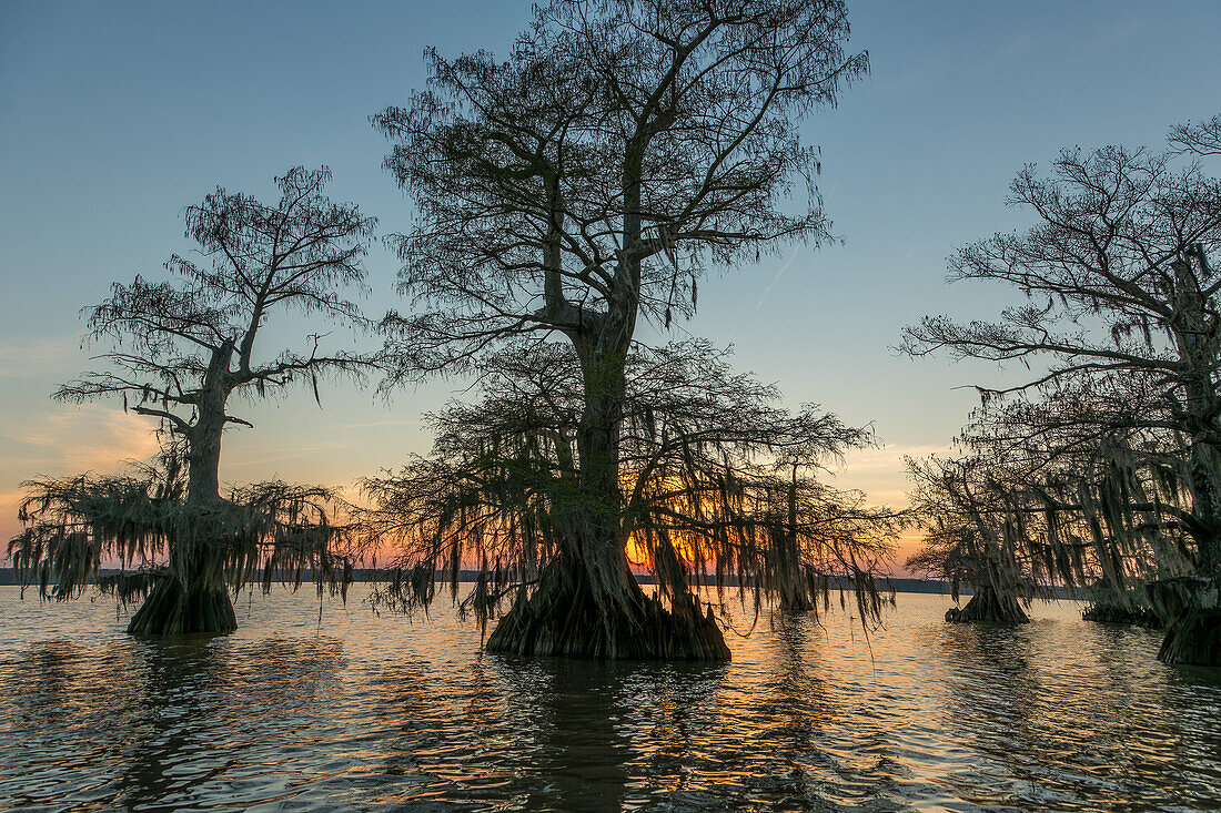 Spanisches Moos auf uralten Sumpfzypressen bei Sonnenuntergang im Dauterive-See im Atchafalaya-Becken in Louisiana