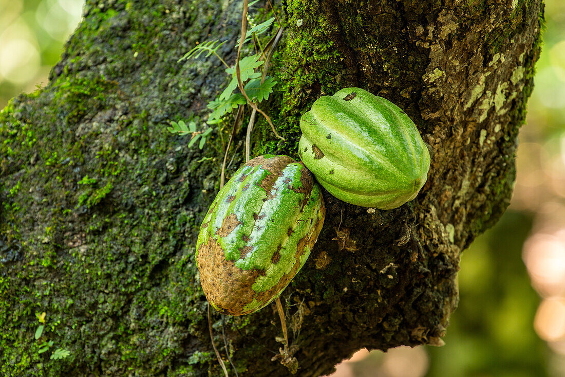 Cacao bean pods on a cacao plantation in the Dominican Republic.