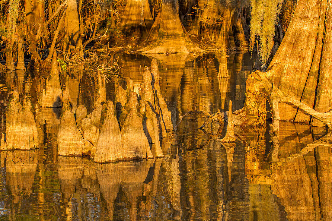 Zypressenknie von Sumpfzypressen bei Sonnenuntergang im Dauterive-See im Atchafalaya-Becken oder -Sumpf in Louisiana
