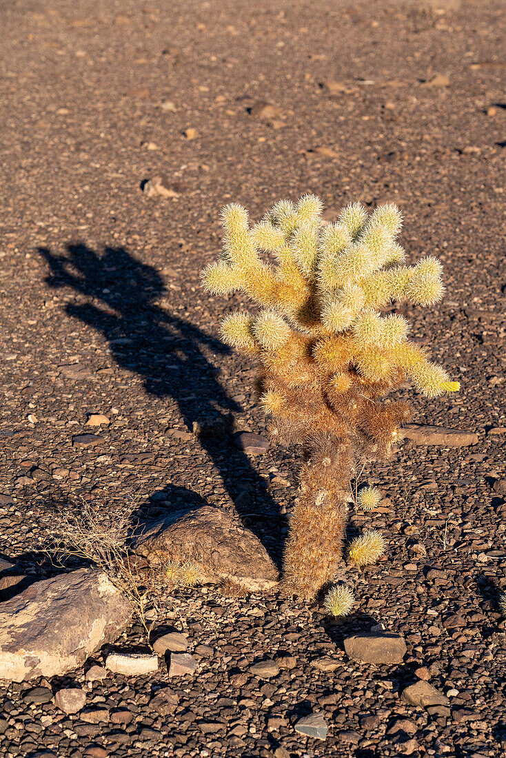 Teddy Bear Cholla, Cylindropuntia bigelovii, mit ihrem Schatten in der Sonoran-Wüste bei Quartzsite, Arizona