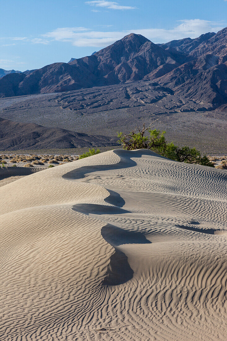 Curving crest of a dune in the Mesquite Flat Sand Dunes in the Mojave Desert in Death Valley National Park, California. Panamint Mountains behind.