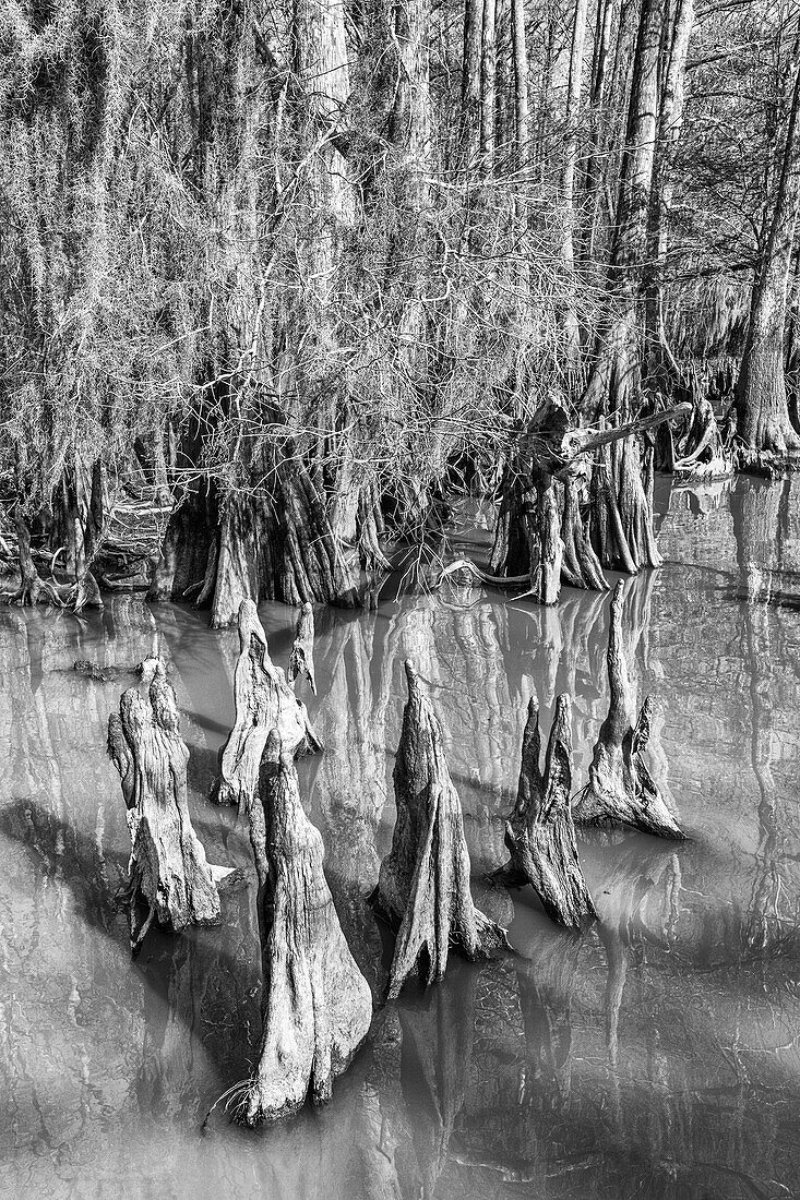 Cypress knees and bald cypress trees in Lake Dauterive in the Atchafalaya Basin or Swamp in Louisiana.