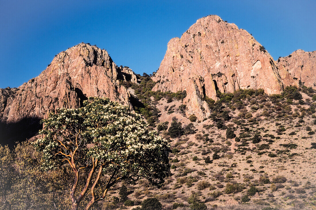 A Texas Madrone, Arbutus xalapensis, in flower at the foot of the Chisos Mountains in Big Bend National Park in Texas.