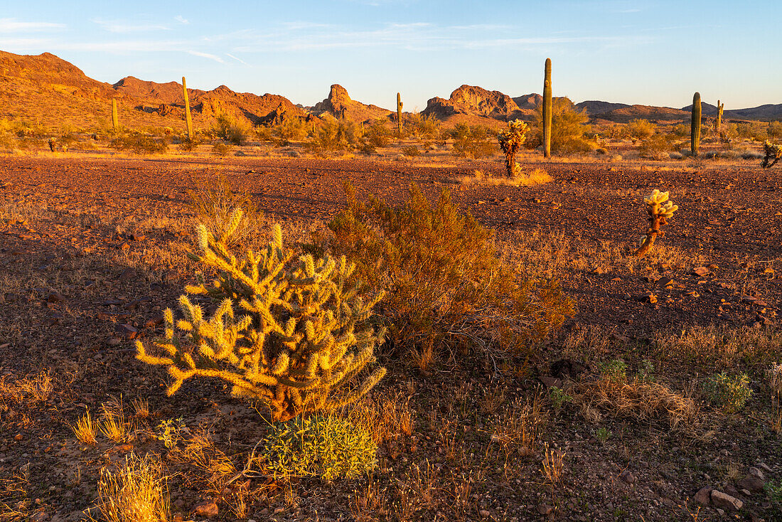 Buckhorn Cholla, Cylindropuntia acanthocarpa, in der Sonoran-Wüste bei Quartzsite, Arizona. Dahinter die Plomosa Mountains