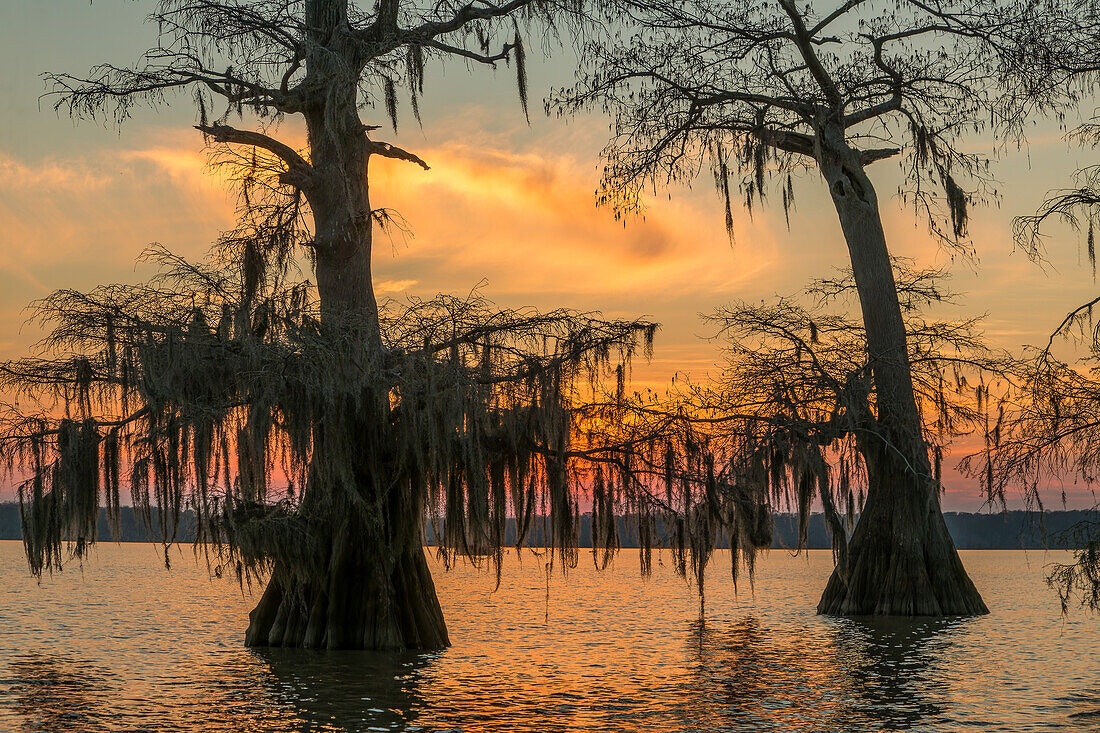 Spanish moss on old-growth bald cypress trees at sunset in Lake Dauterive in the Atchafalaya Basin in Louisiana.