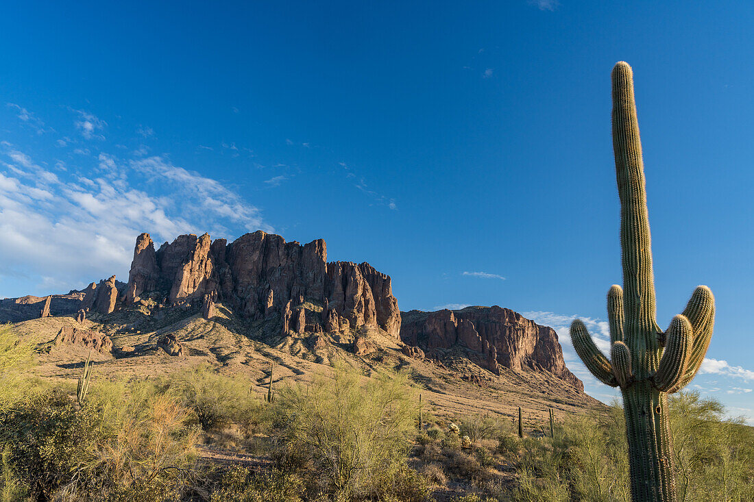 Palo verde trees, saguaro cactus and Superstition Mountain. Lost Dutchman State Park, Apache Junction, Arizona.