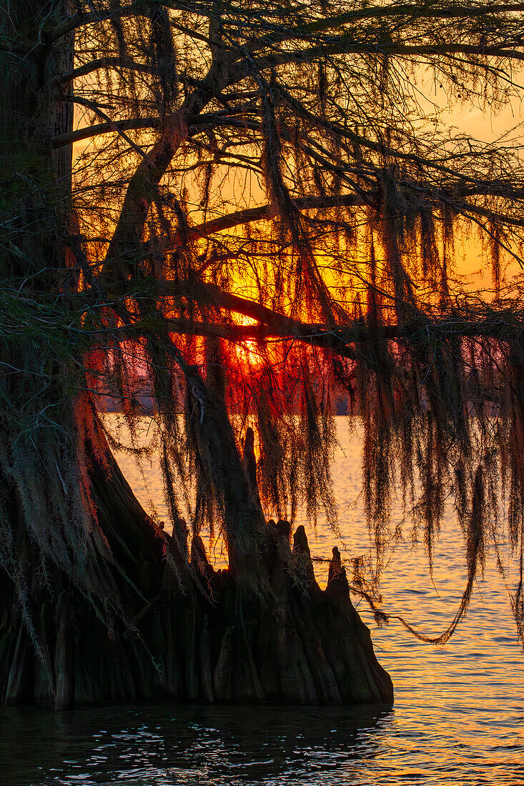Sonnenuntergang durch spanisches Moos auf einer uralten Sumpfzypresse im Dauterive-See im Atchafalaya-Becken in Louisiana