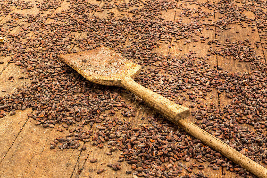 Trocknen von Kakaobohnen und einer Holzschaufel auf einer Kakaoplantage in der Dominikanischen Republik