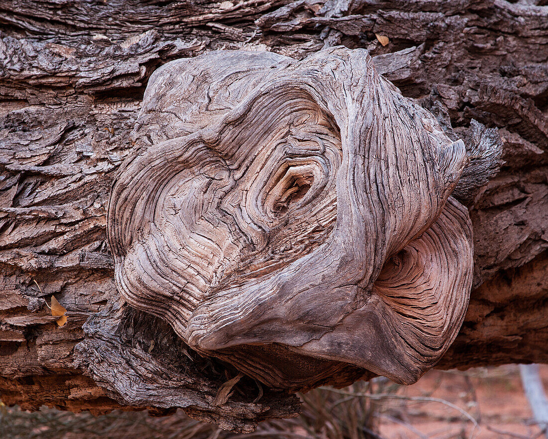 A growth on the branch of a pine tree in the Monument Valley Navajo Tribal Park in Arizona.