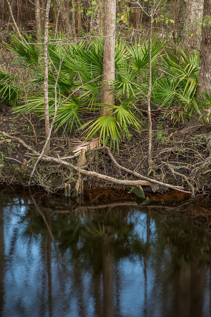 Eine Sägepalme, Serenoa repens, am Ufer eines Sumpfes in einem Wassertupelo-Wald im Panhandle von Nordflorida