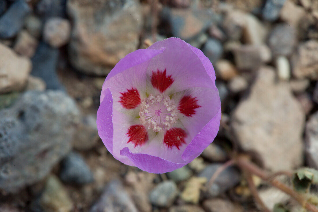 Wüsten-Fünffleck, Eremalche rotundifolia, blüht im Frühling im Death Valley National Park in der Mojave-Wüste in Kalifornien
