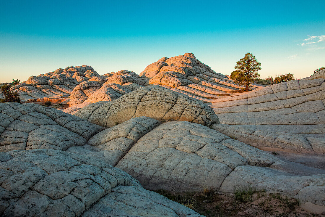 Pondersa-Kiefer und weißer Kissenfelsen in der White Pocket Recreation Area, Vermilion Cliffs National Monument, Arizona