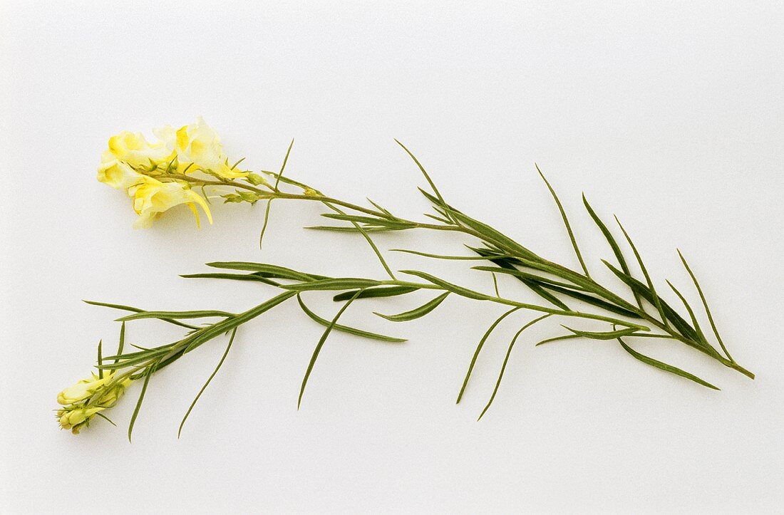 Leinkraut mit Blüten (Linaria vulgaris Mill.)