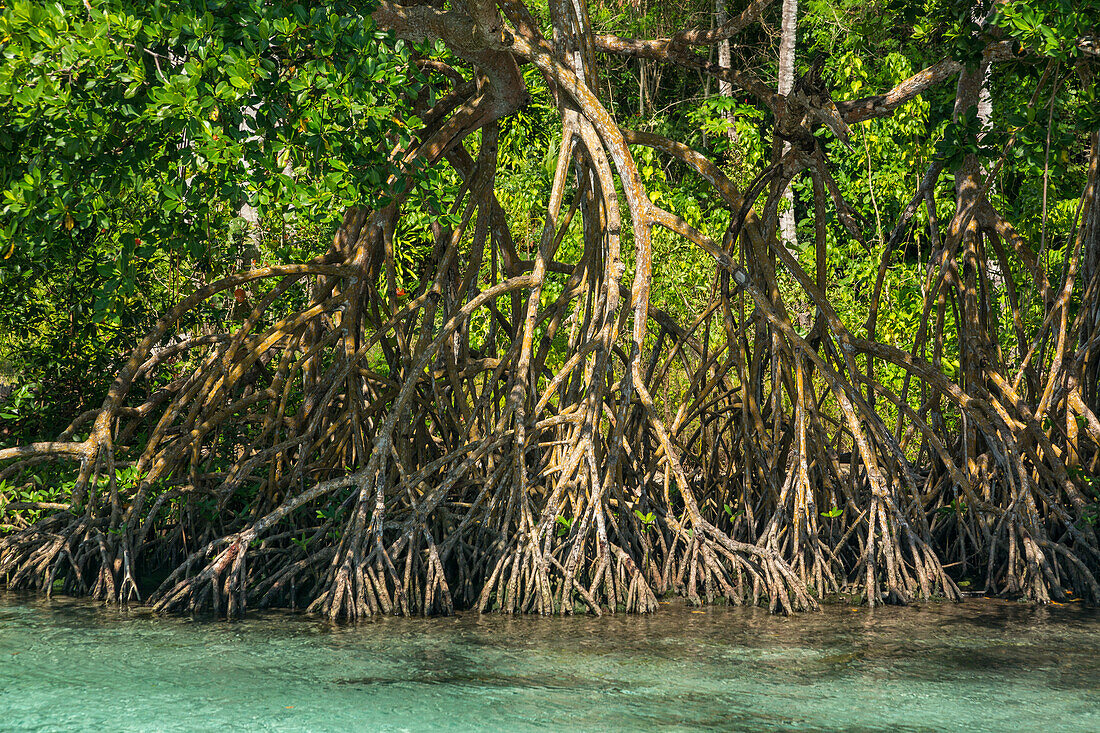 Klares Wasser des Cano Frio, gesäumt von Mangroven auf der Halbinsel Samana, Dominikanische Republik