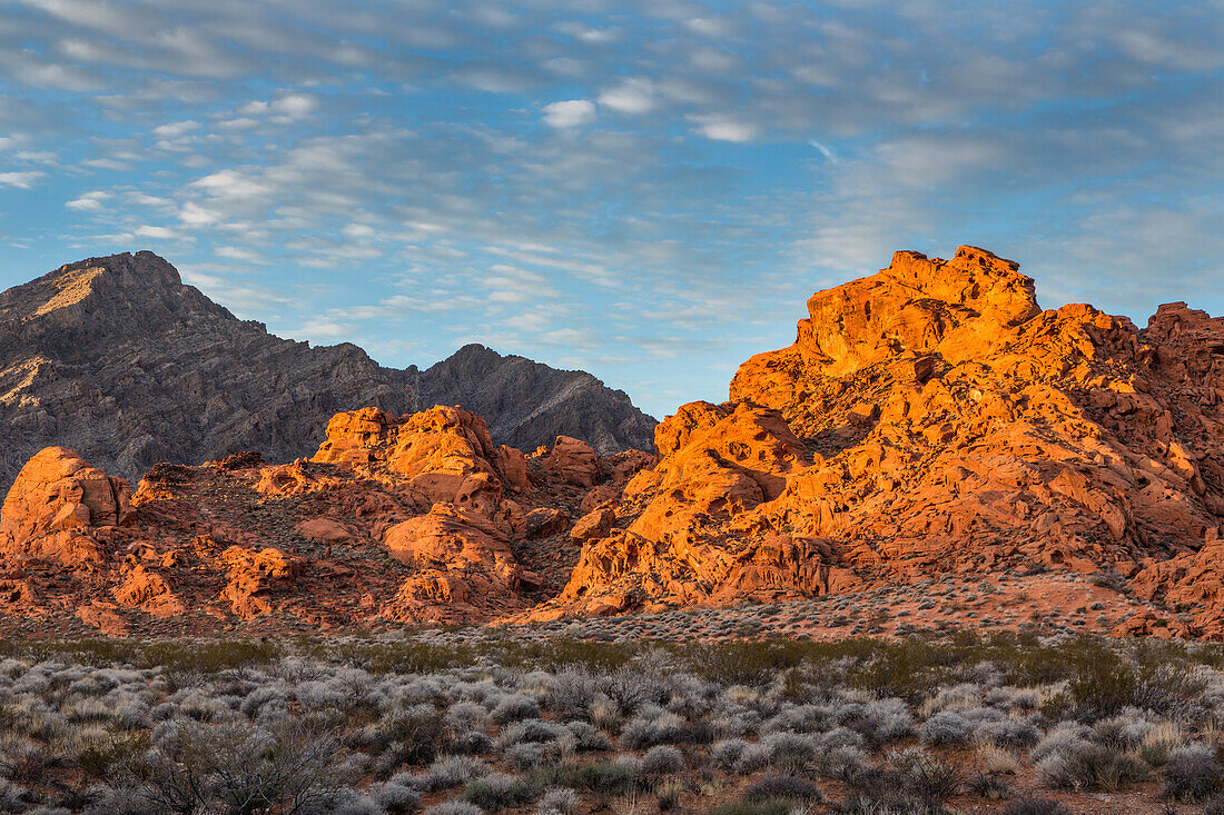Wüstenpflanzen und bunte erodierte Azteken-Sandsteinformationen im Valley of Fire State Park in Nevada