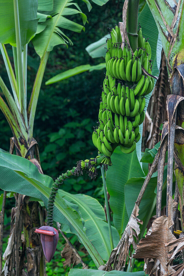 Eine Bananenstaude, die an einer Straße in der Provinz Barahona in der Dominikanischen Republik wächst