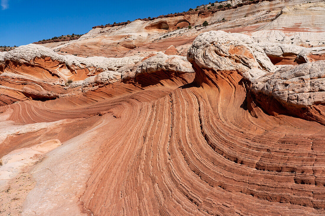 Erodierter weißer Pillow Rock oder Brain Rock Sandstein in der White Pocket Recreation Area, Vermilion Cliffs National Monument, Arizona. Sowohl der rote als auch der weiße Sandstein sind Navajo-Sandstein, aber der rote hat mehr Eisenoxidanteil