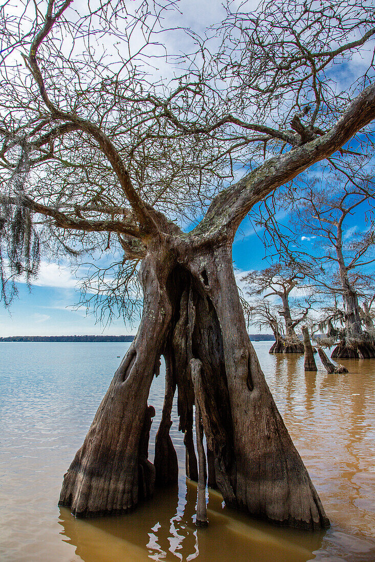 Zerklüfteter Stamm einer uralten Sumpfzypresse im Dauterive-See im Atchafalaya-Becken oder -Sumpf in Louisiana