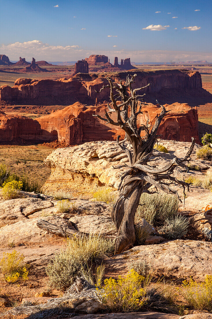 Dead juniper tree on Hunt's Mesa with Monument Valley behind in the Monument Valley Navajo Tribal Park in Arizona.