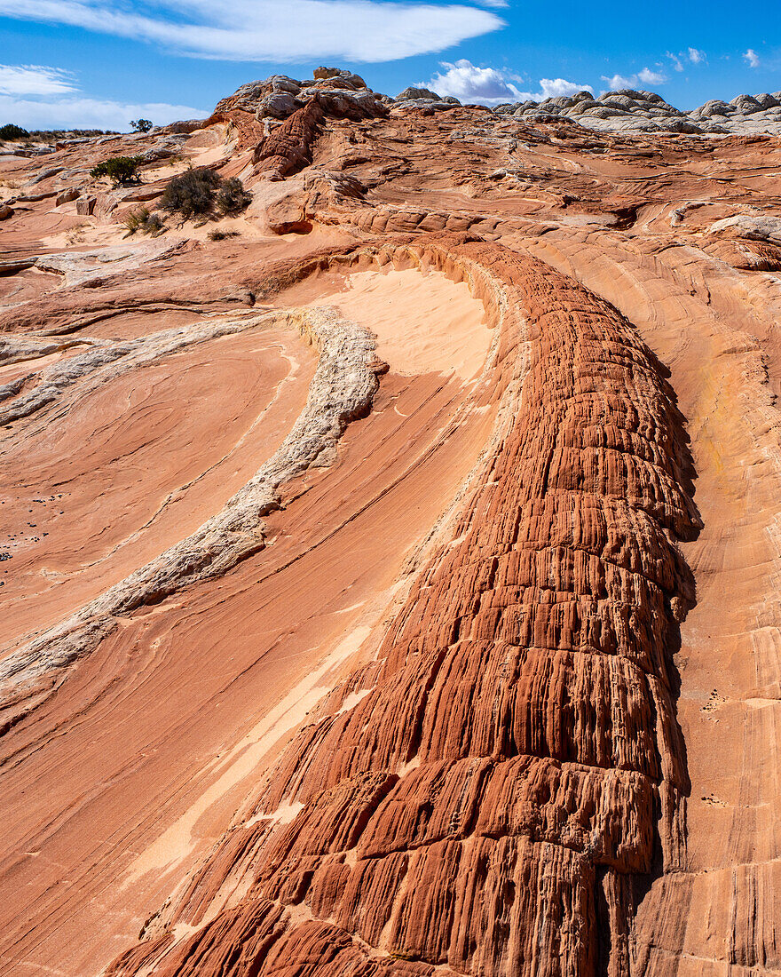 Der Drachenschwanz, eine bunte erodierte Sandsteinformation. White Pocket Recreation Area, Vermilion Cliffs National Monument, Arizona
