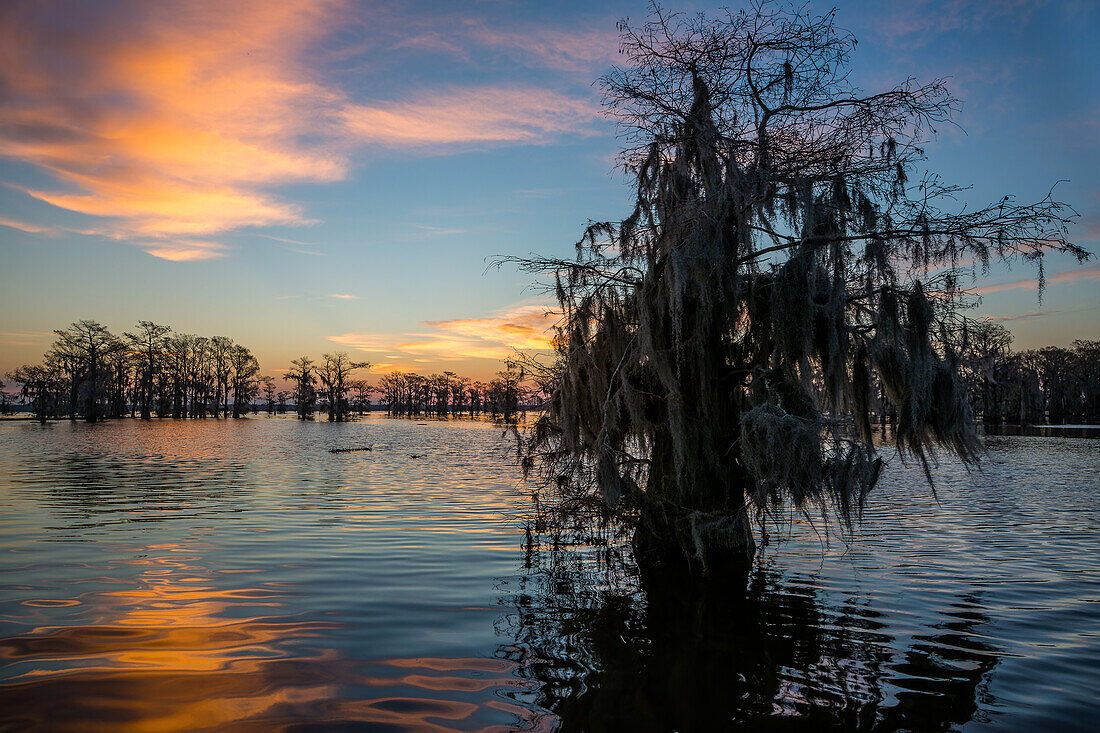 Farbenfroher Himmel bei Sonnenaufgang über Sumpfzypressen in einem See im Atchafalaya-Becken in Louisiana