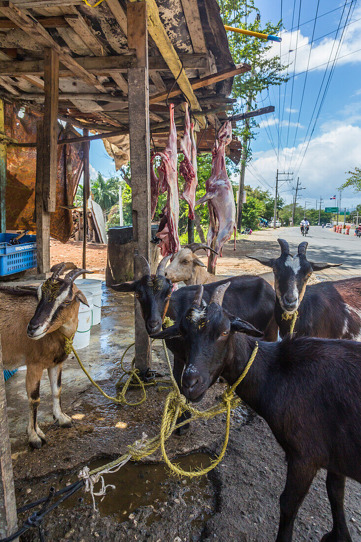 Goats awaiting being butchered and strung up for sale on a roadside in the Dominican Republic. Butchered carcasses can be seen hanging up. Goat, or chivo, is a very popular dish there.