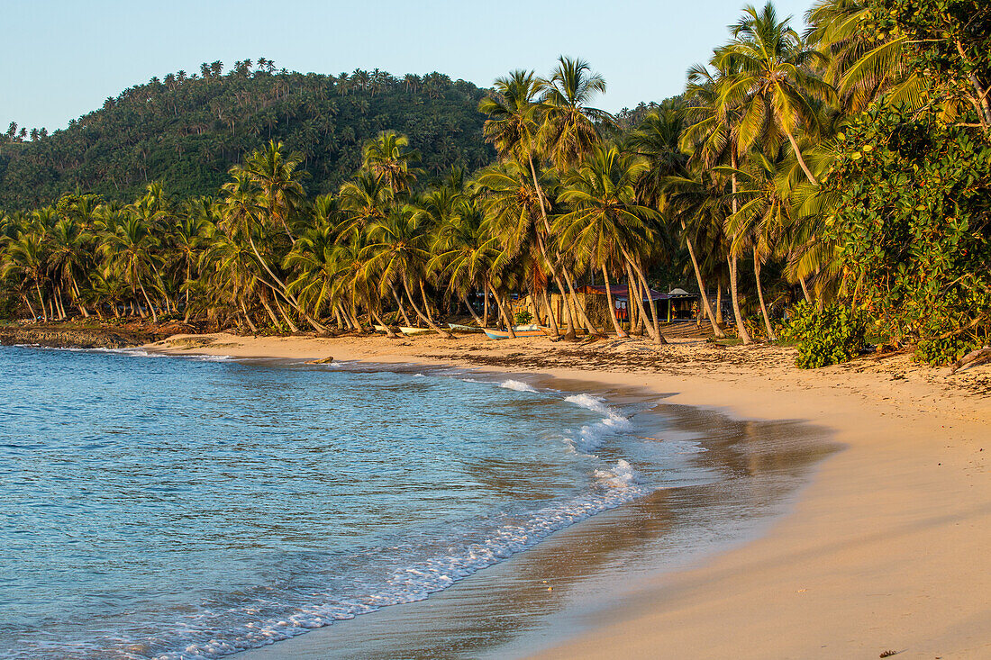 Palm trees on the beach near Samana in the Dominican Republic. Fishing boats wait on the sandy beach.