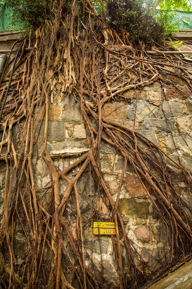 Tree roots growing over a stone wall in Hong Kong, China.