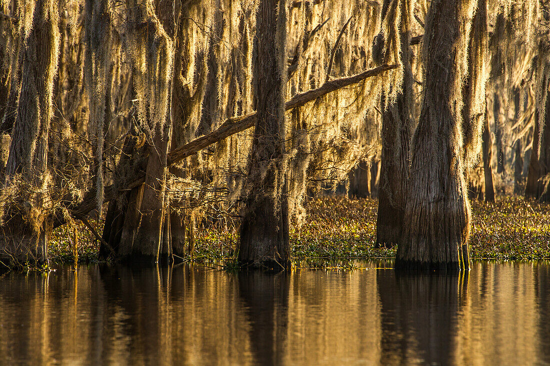 Spanisches Moos hängt von Sumpfzypressen in einem See im Atchafalaya-Becken in Louisiana