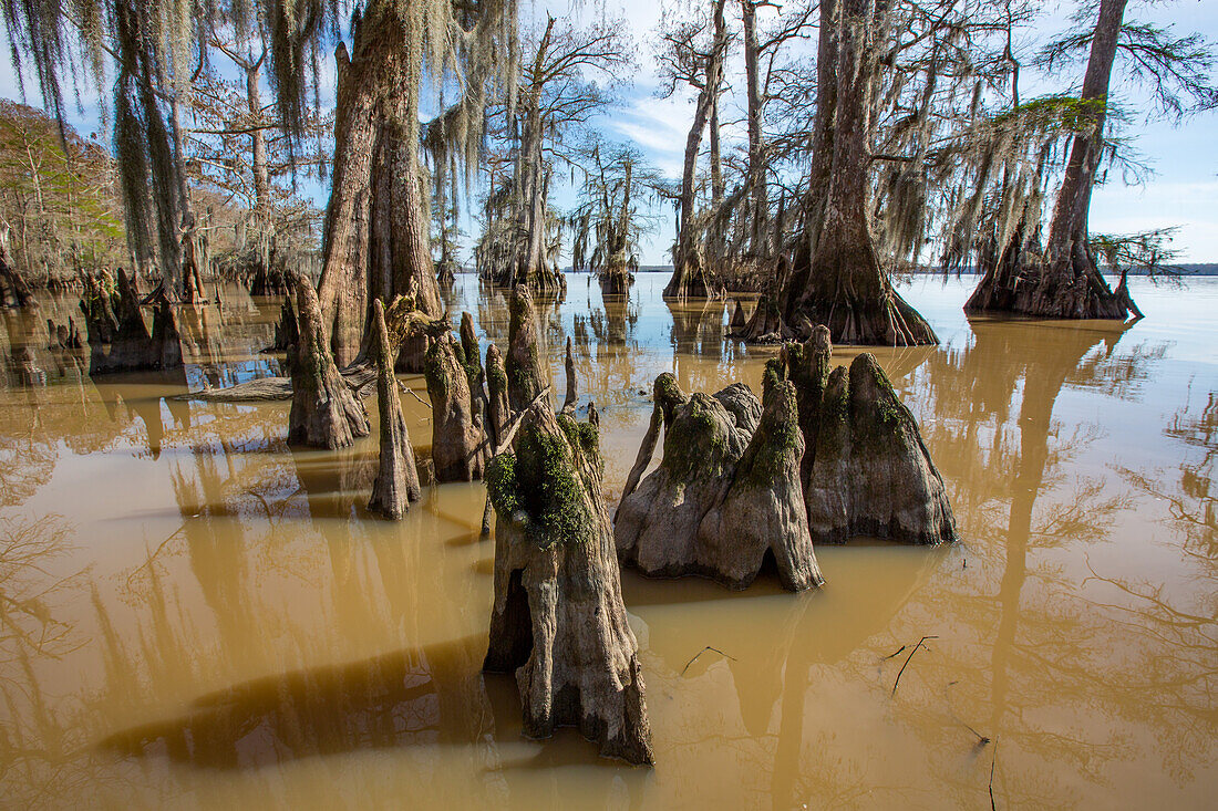 Cypress knees and bald cypress trees draped with Spanish moss in Lake Dauterive in the Atchafalaya Basin or Swamp in Louisiana.