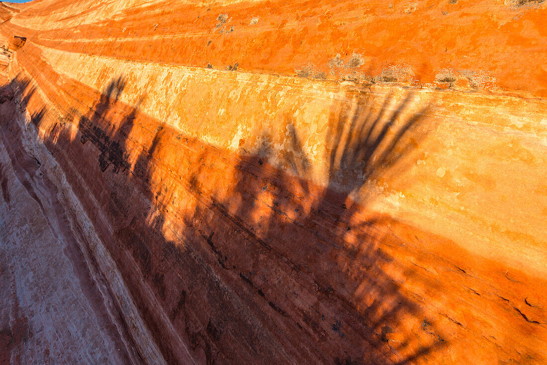 Abstract shadows of yucca plants on the colorful eroded Aztec sandstone of Valley of Fire State Park in Nevada.