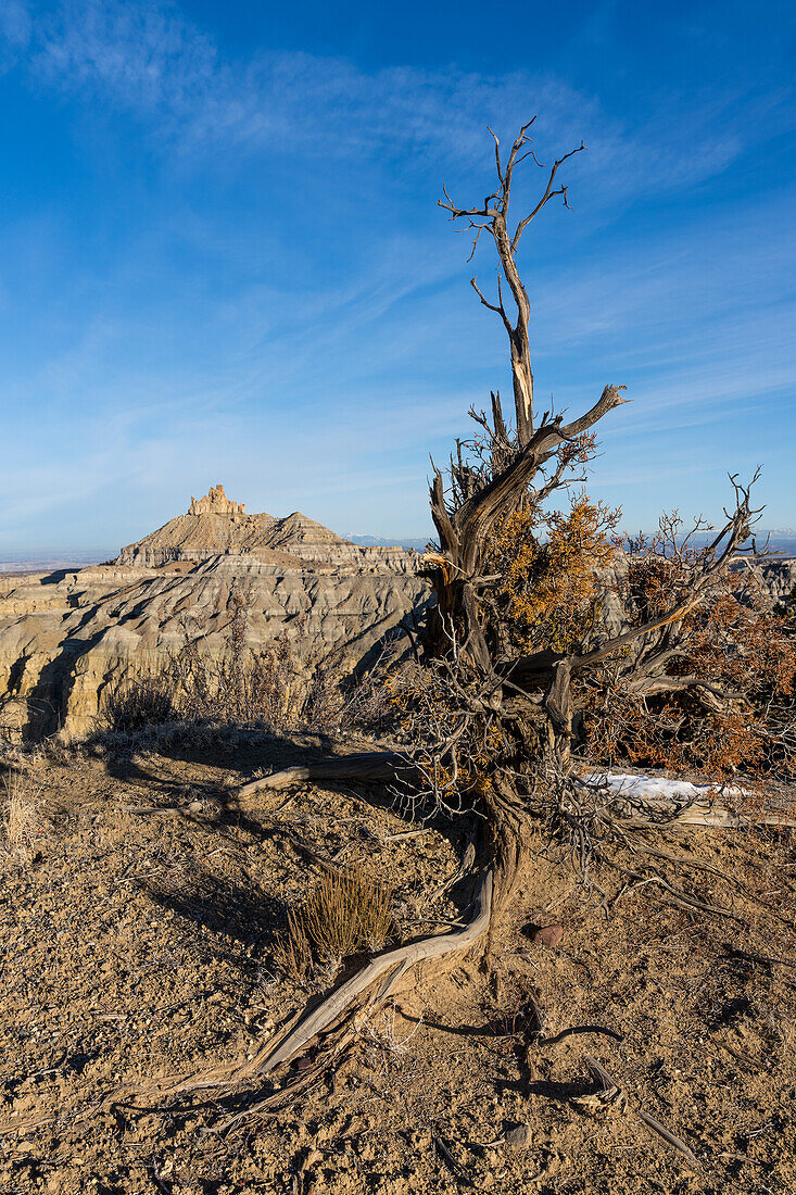 Angel Peak Scenic Area near Bloomfield, New Mexico. An ancient gnarled juniper tree with Angel Peak behind above Kutz Canyon.