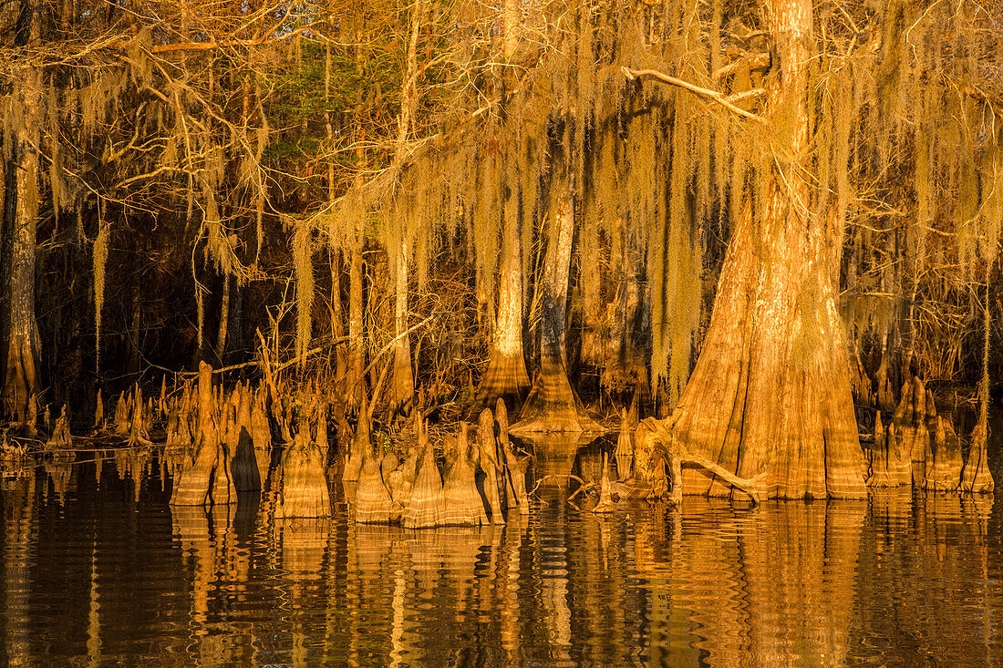 Zypressenknie und Spanisches Moos auf altgewachsenen Sumpfzypressen im Dauterive-See im Atchafalaya-Becken in Louisiana