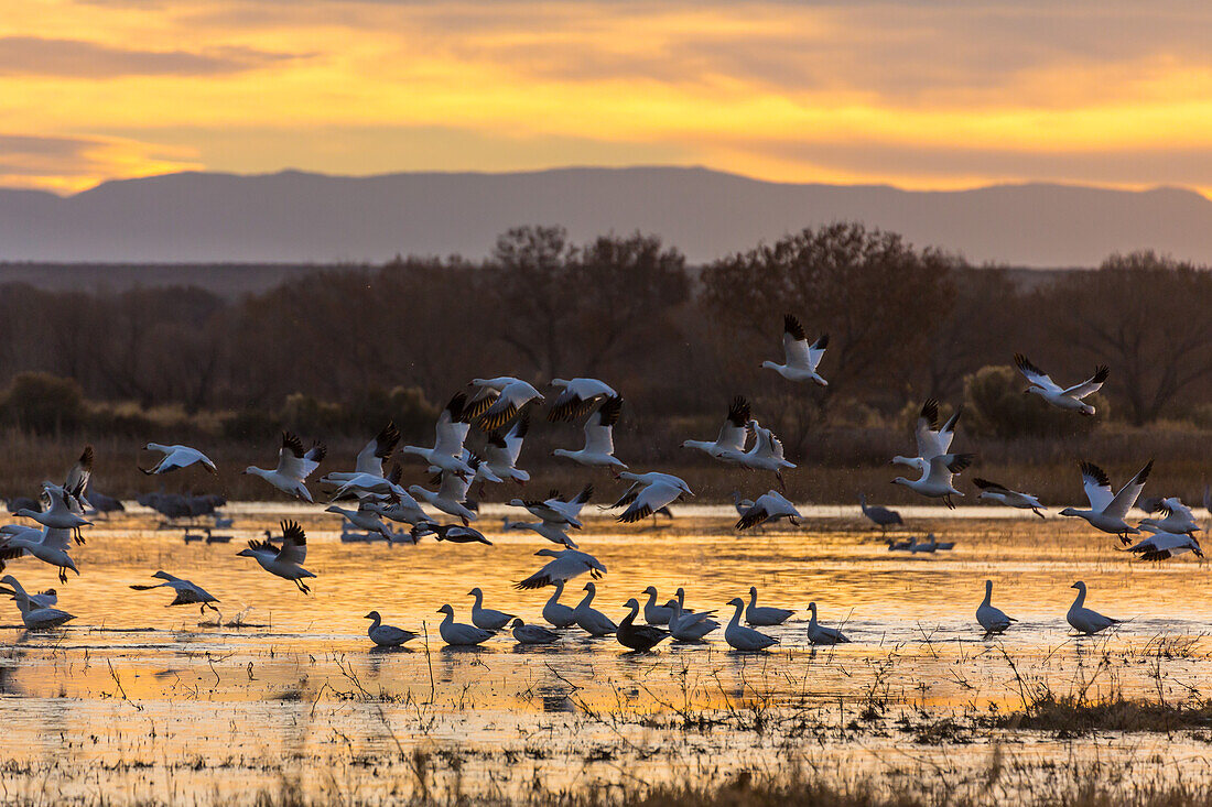 Schneegänse, die bei Sonnenaufgang aus einem Teich im Bosque del Apache National Wildlife Refuge in New Mexico abfliegen